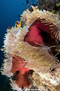 Magnificent anemone taken at Anemone City, Ras Mohammed by Stephan Kerkhofs 